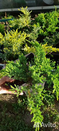 Можжевельник