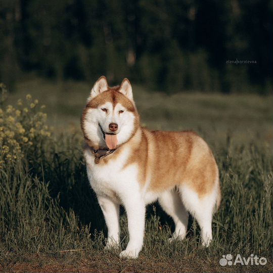 Сэнди из приюта