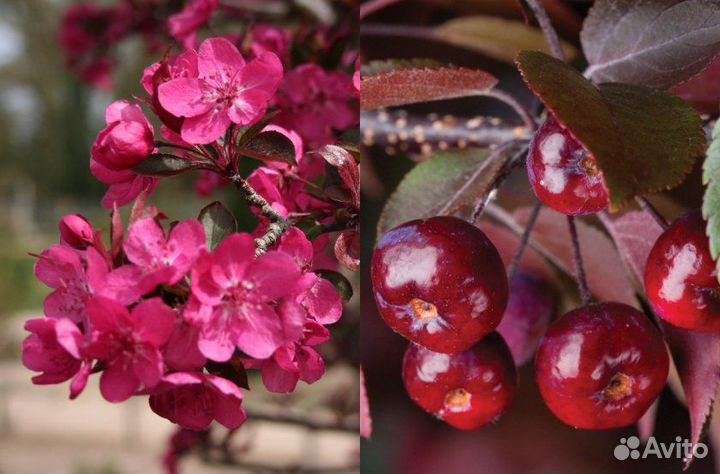 Семена Декоративной яблони Royalty