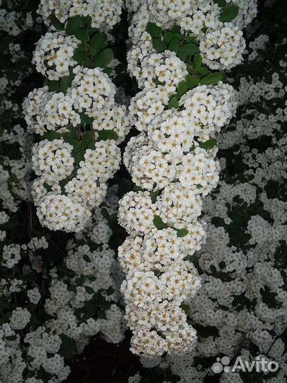 Волжанка,Жасмин,Спирея,Форзиция,Снежноягодник,Юкка