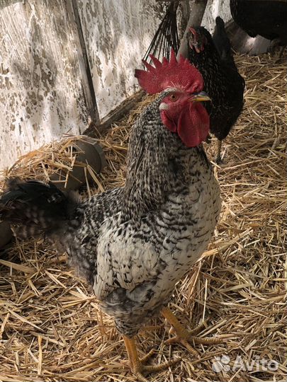 Петухи доминант