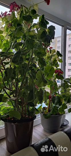 Пеларгония