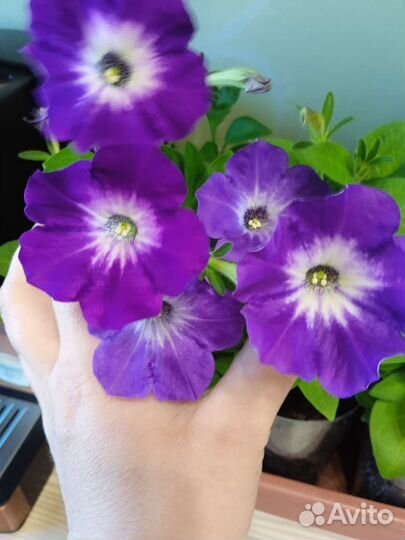 Вегетативная петуния