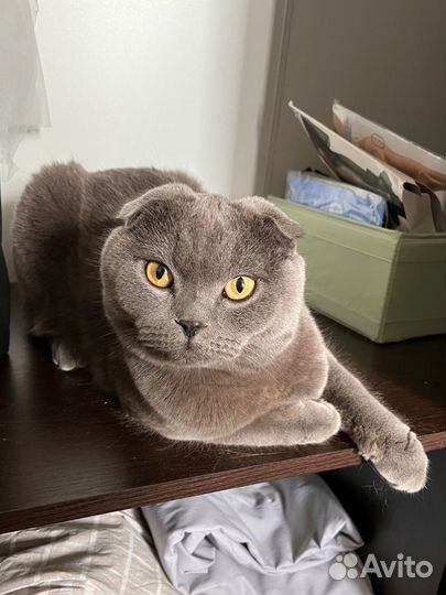 Шотландец вислоухий