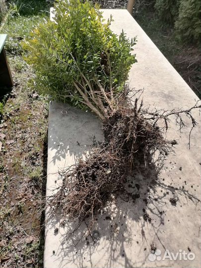 Саженцы самшита