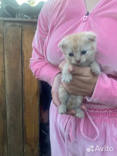 Котята в добрые руки бесплатно