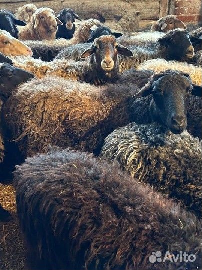 Овцы, бараны, ягнята