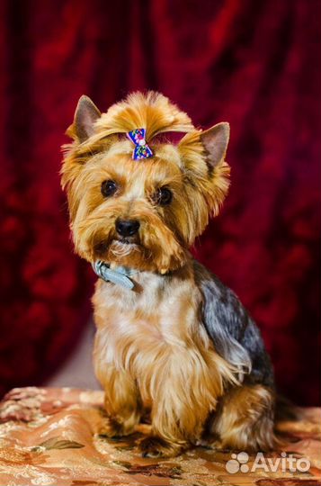 Пропал йоркширский терьер волгоград. Терьер брянск. Терьер брянск. @йорик@йорик порода@йорик. Йоркширский терьер каштановый.