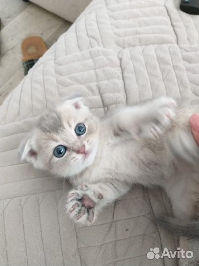 Шотландские вислоухие котята