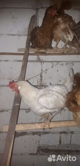 Куры Белый леггорн, Петухи