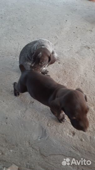 Щенки курцхаара