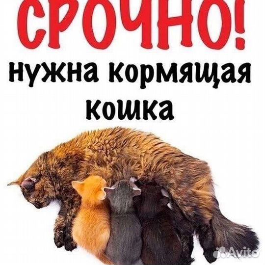 Нужна кормящая кошка
