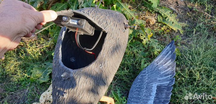 Гусь махокрыл