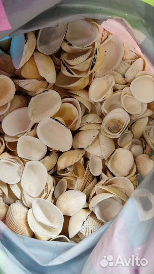 Отборные ракушки из Крыма