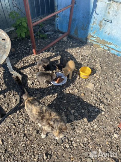 Котята в добрые руки