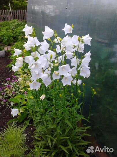 Колокольчик персиколистный