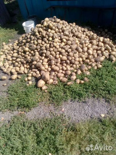 Продам картофель