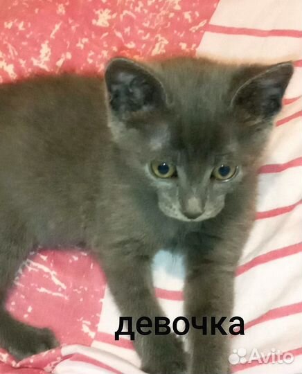 Котята в добрые руки