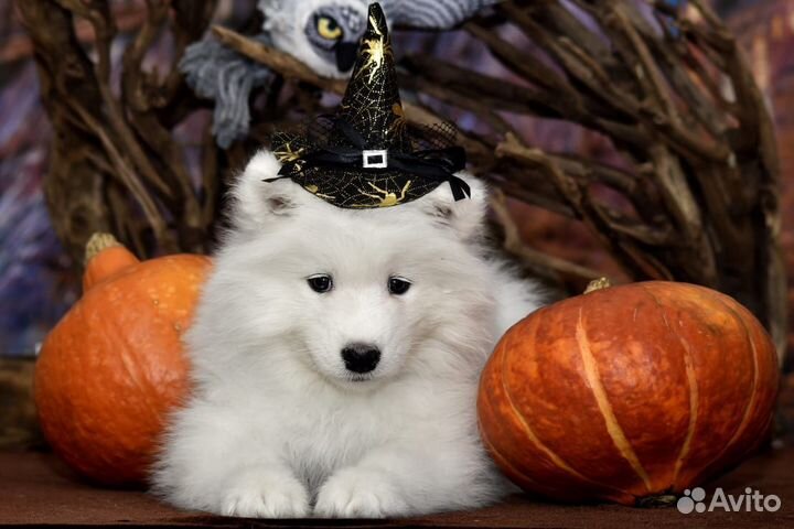 Щеночки самоеда - девочки