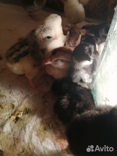 Цыплята Доминанты