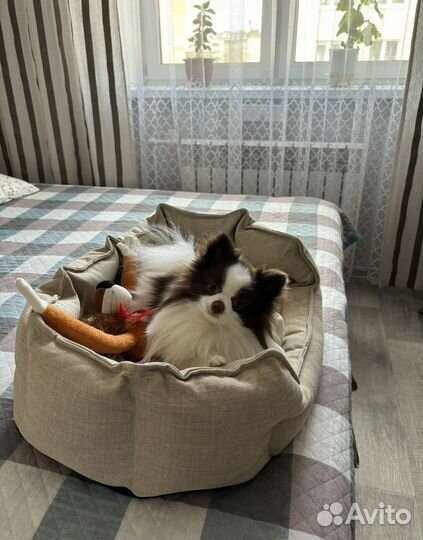 Мини шпиц на вязку (померанский)