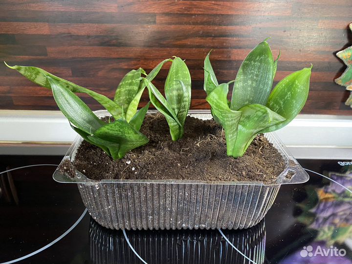 Сансевиерия (цветы отростки)