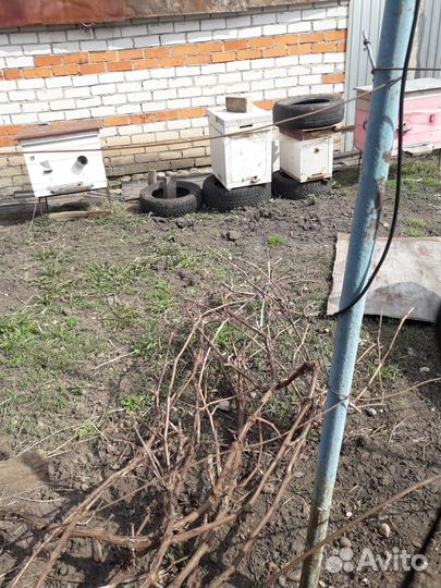 Продаю пчело семьи карпатка