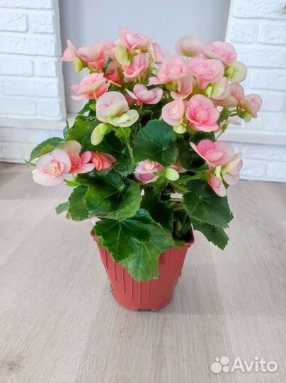 Бегония элатиор Романс