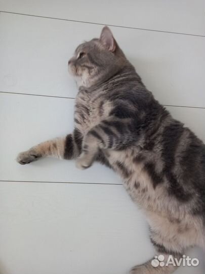 Британский кот на вязку