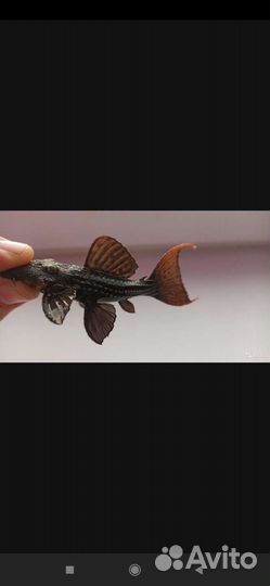 Номерные сомы L096 L024 L240.L Сомы