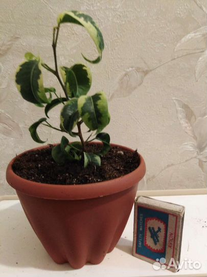 Фикус Тинеке,Руби,Робуста, Мелани