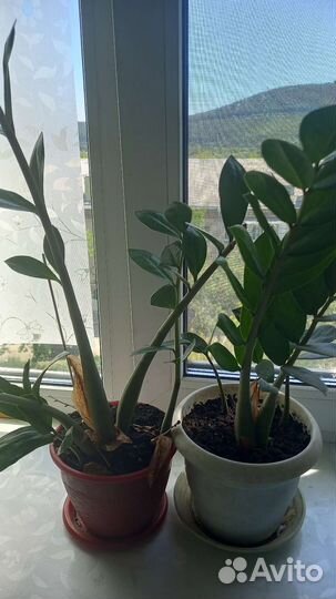 Замиокулькас