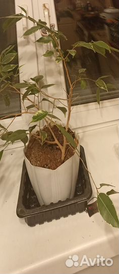 Фикус бенджамина