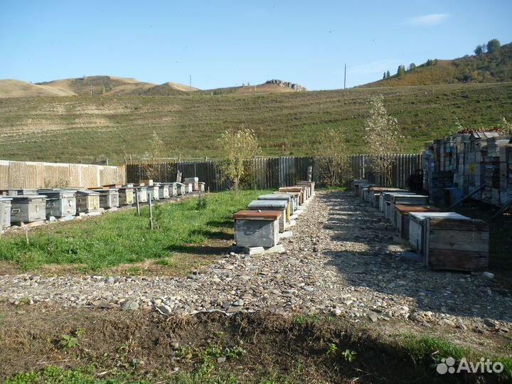 Пчеловодное хозяйство