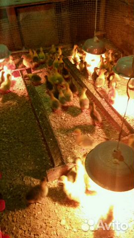 Гусята породы Линда и Крупно Серая