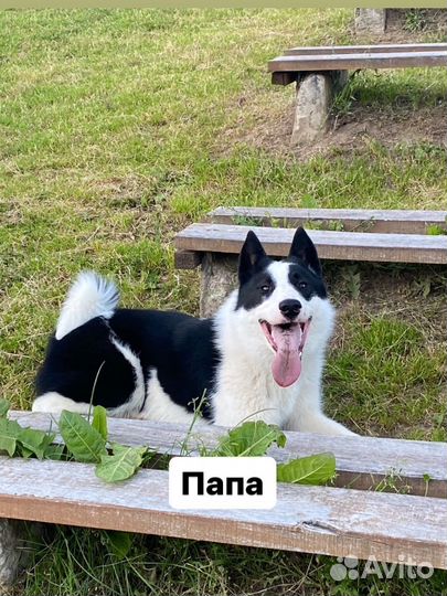 Щенки русско европейской лайки