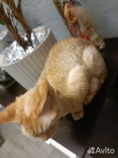 Девон рекс Кот вязка