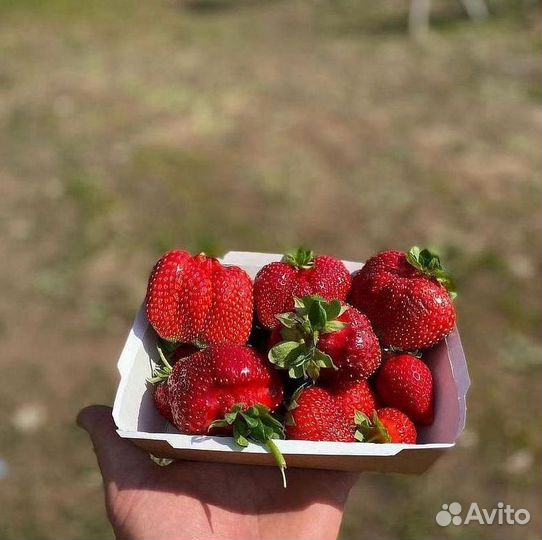 Рассада садовой клубники