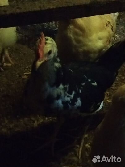 Петушки Леггорн Далматинец