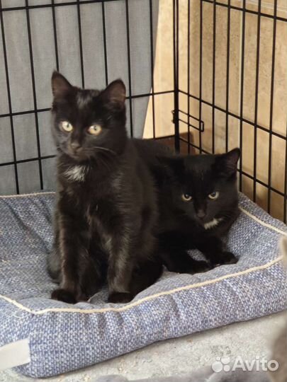 Мини пантерики в добрые руки