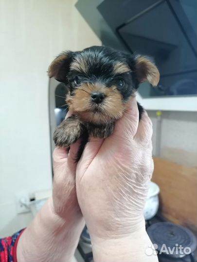 Йоркширский терьер мини щенки