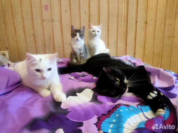 Черный котик 1г 3мес ждет передержку или ищет дом