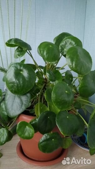 Пилея пеперомиевидная