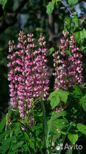 Объектив Triotar 135 mm от Carl Zeiss