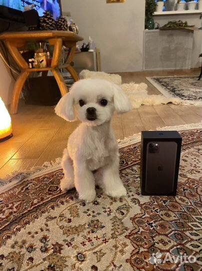 Вязка мальтезе кобель