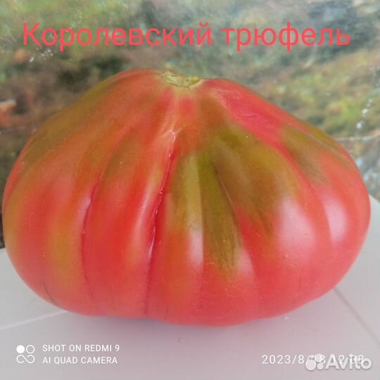 Семена коллекционных сортов томатов