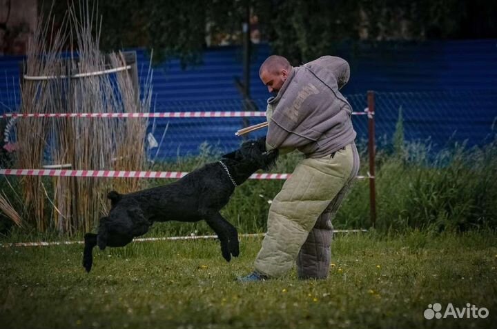 Кинолог. Дрессировка собак