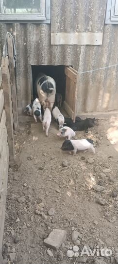 Вьетнамские поросята