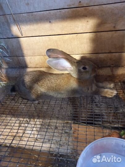 Животные кролики