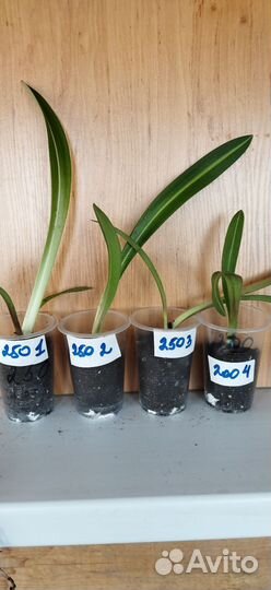 Гиппиаструм варьегатный, редкое растение